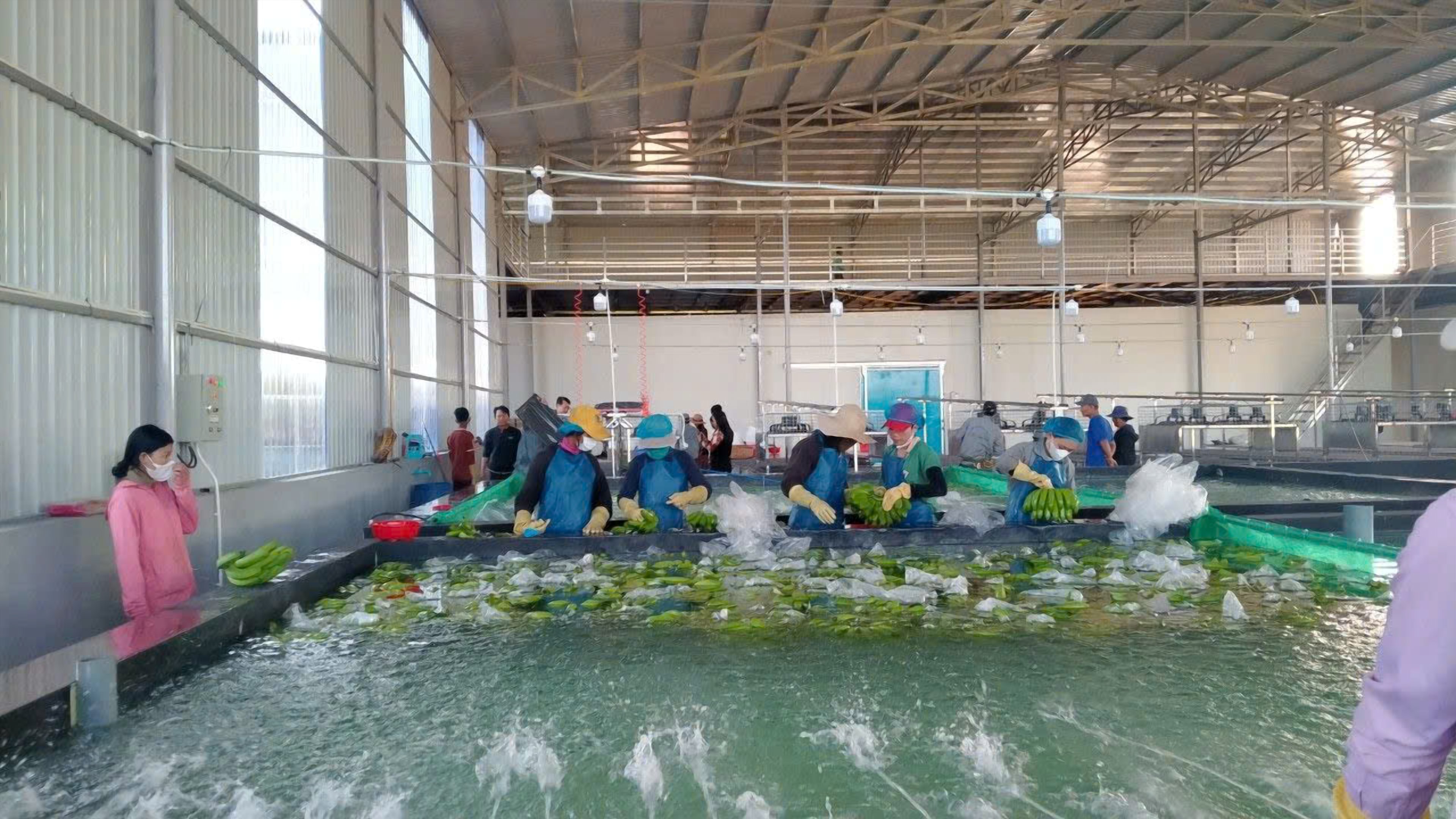 Đội ngũ đang phân loại và đóng gói chuối tươi