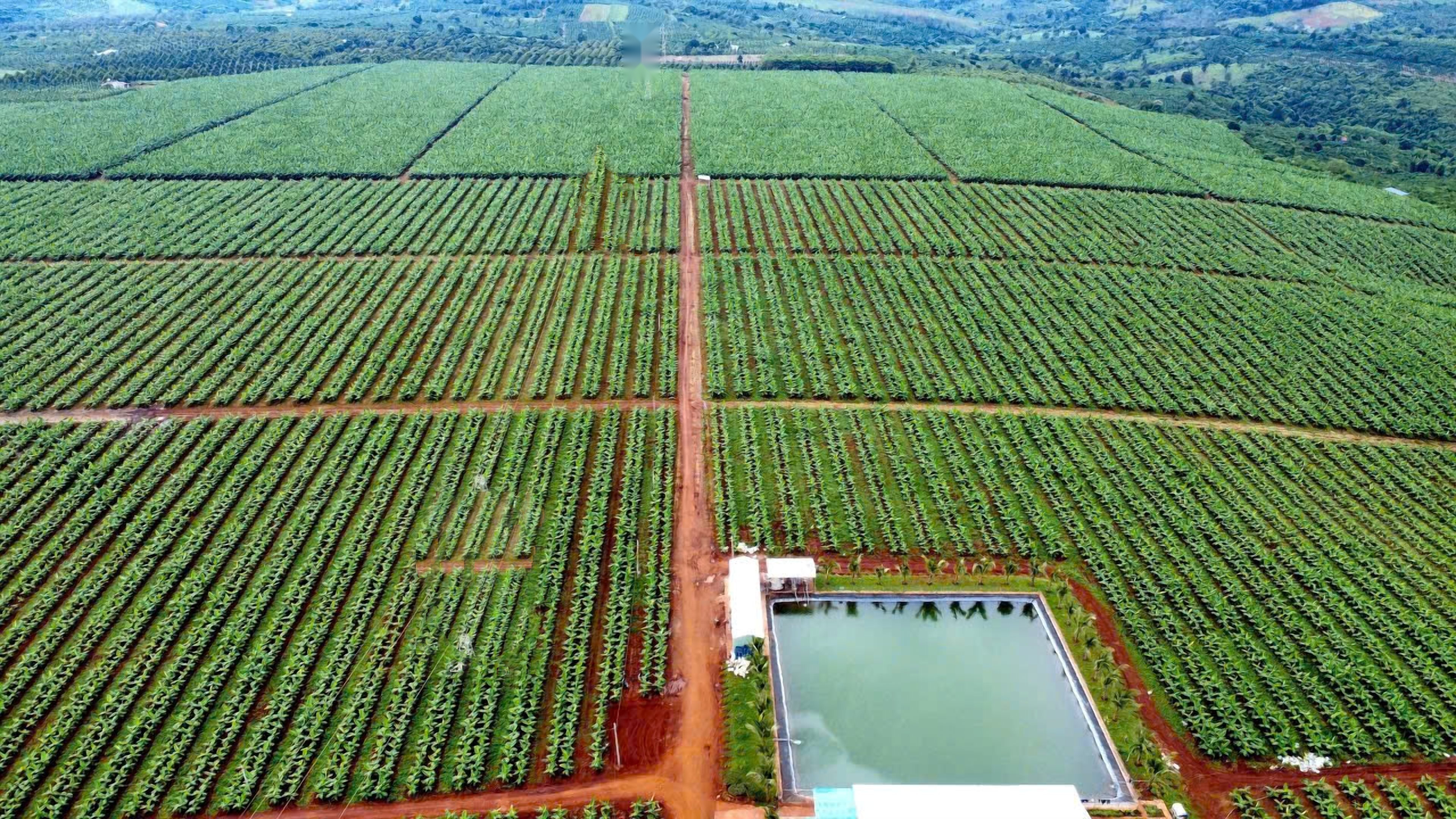 Hồ chứa nước tại vùng trồng