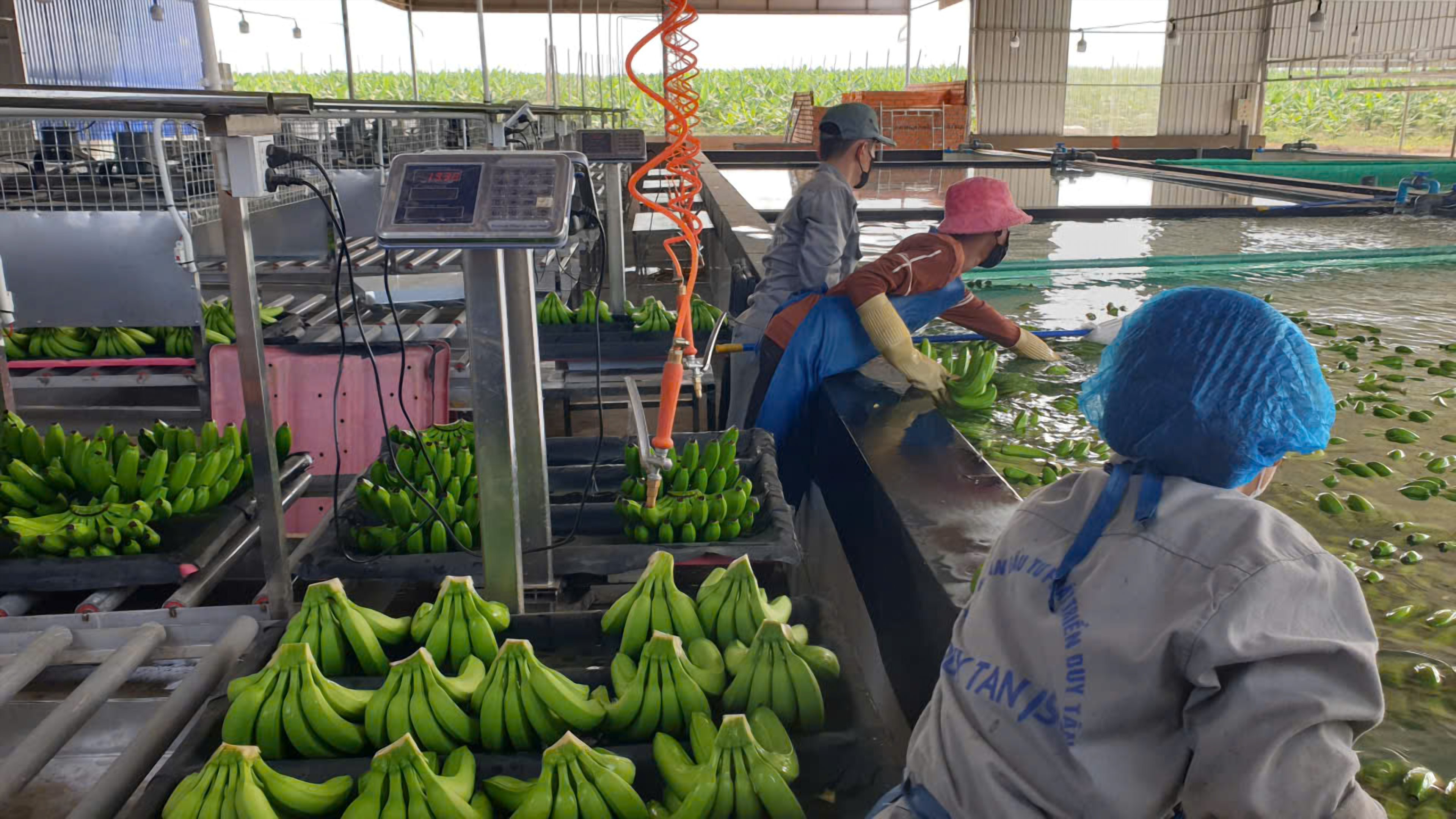 Các thùng chuối đã đóng gói